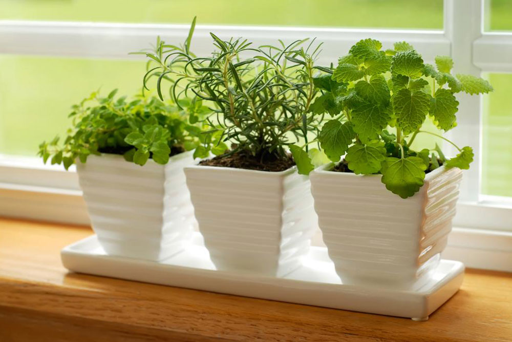 Think indoor gardening when outdoor isn’t possible